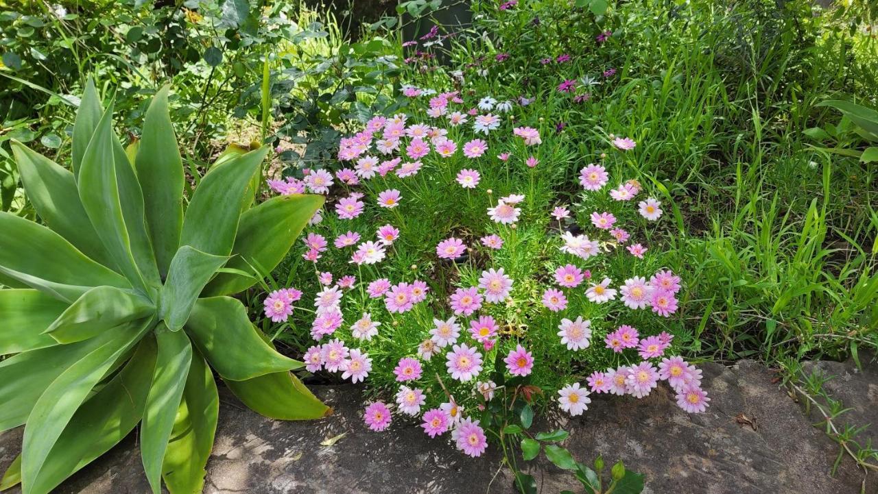 Gowrie Agapanthus Apartment Singleton Luaran gambar