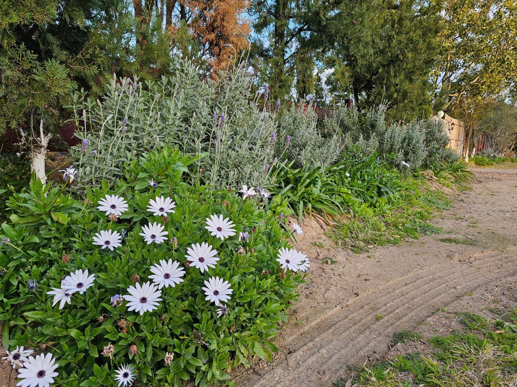 Gowrie Agapanthus Apartment Singleton Luaran gambar